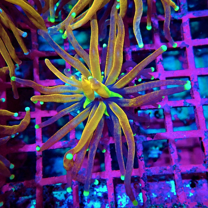 Euphyllia Tiger Torch Reverse Premium