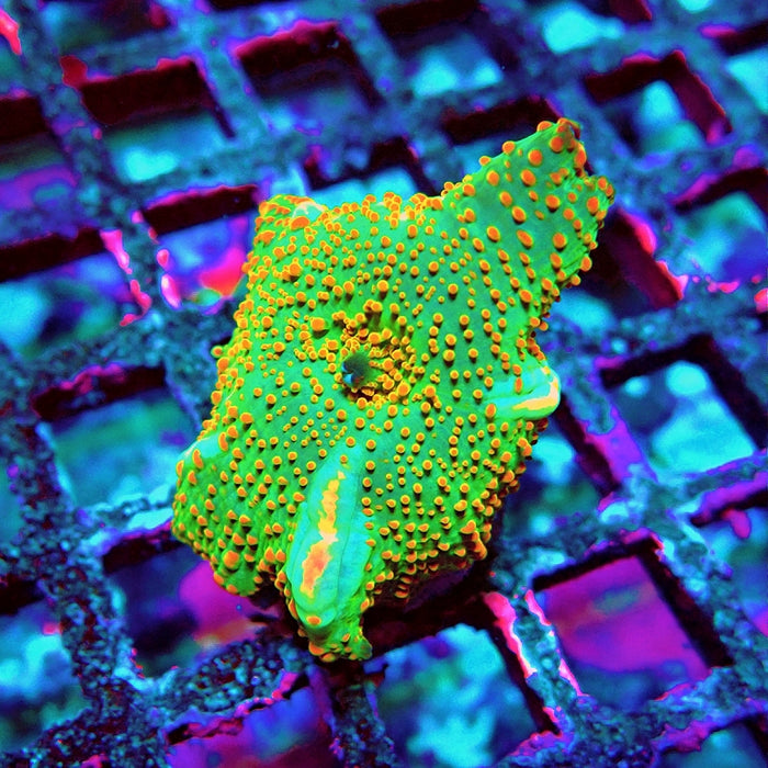 Discosoma Green Red Dot Bubbles