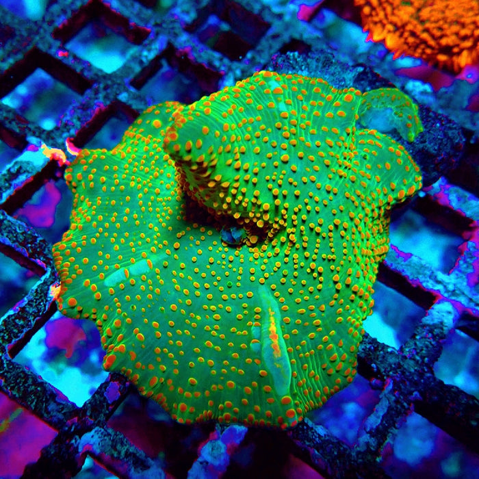 Discosoma Green Red Dot