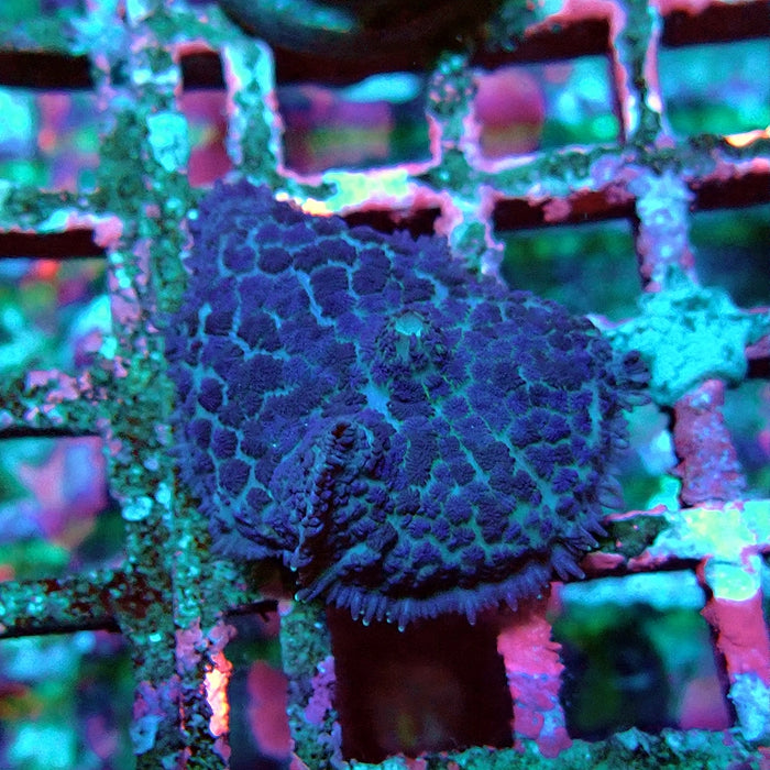 Rhodactis Blue Fuzzy