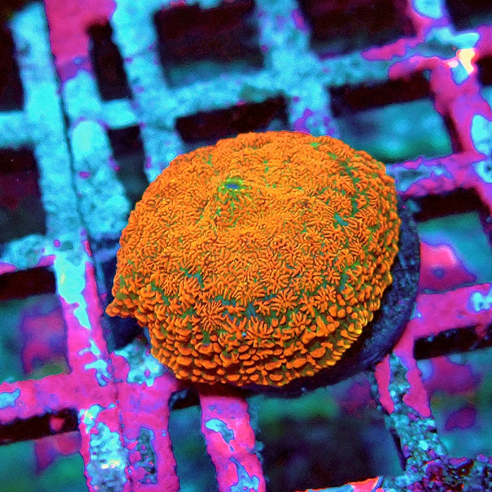 Red Ultra Rhodactis