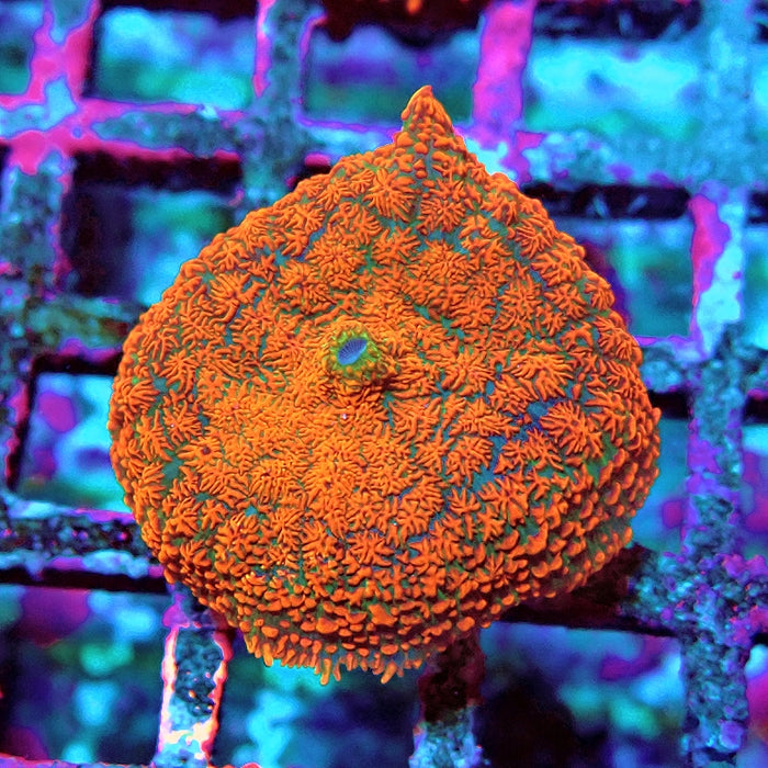 Red Ultra Rhodactis