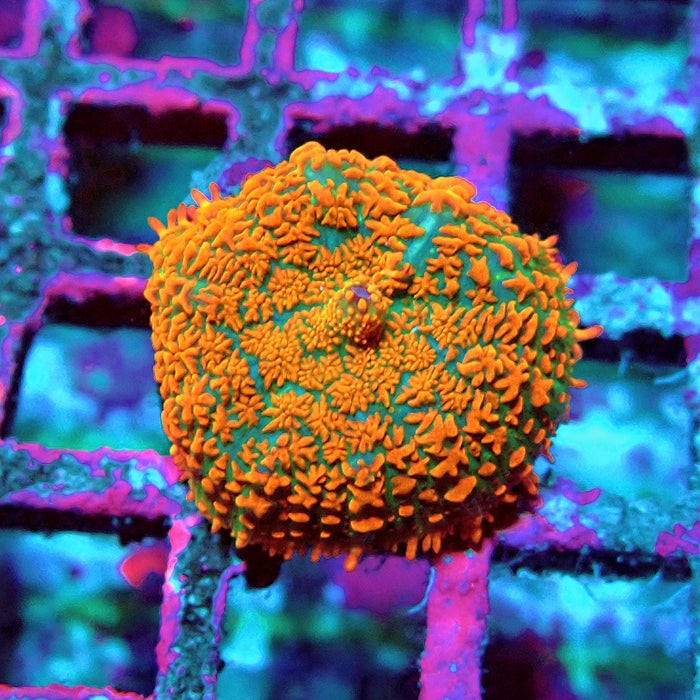 Red Ultra Rhodactis