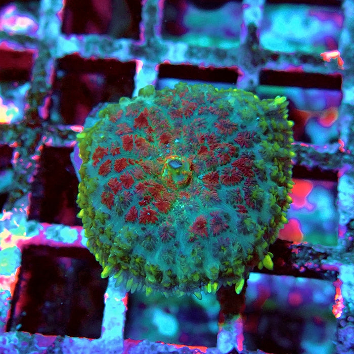 Rhodactis Green Red Center Fuzzy