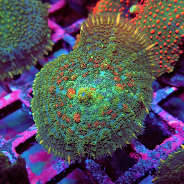 Rhodactis Bubble Orange Spots