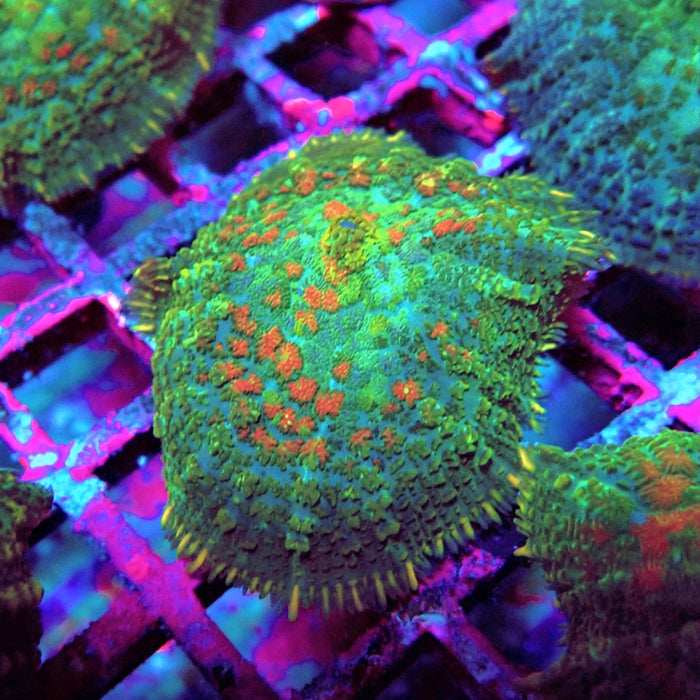 Rhodactis Bubble Orange Spots Premium