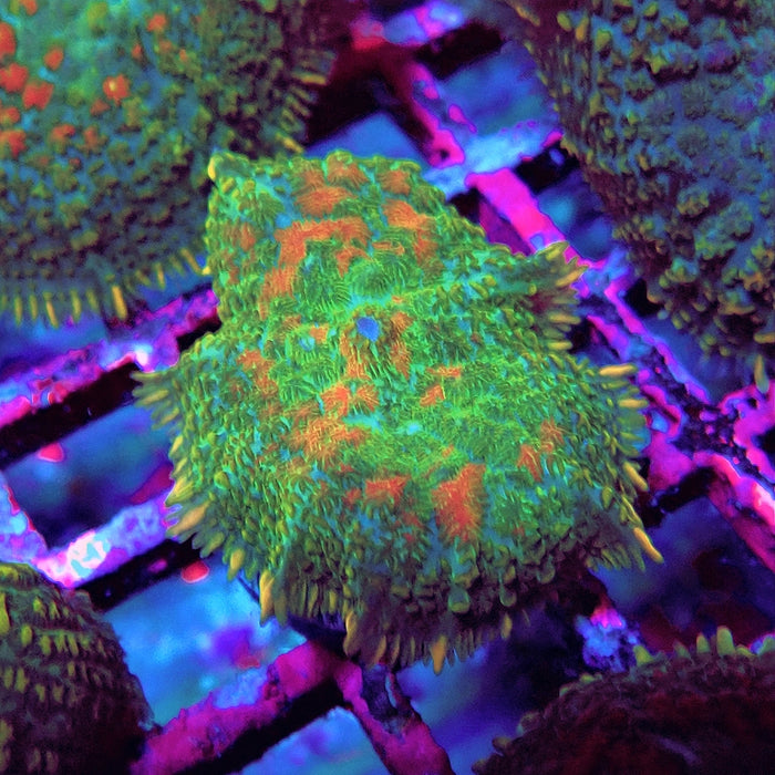 Rhodactis Bubble Orange Spots Premium