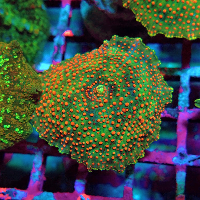 Discosoma Green Red Dot Premium