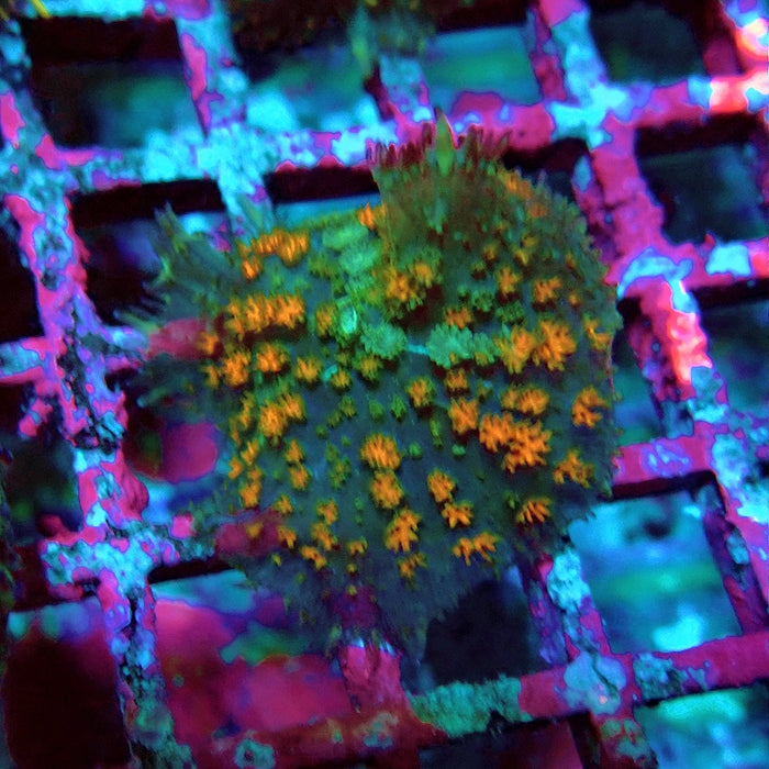 Rodactis Fuzzy Rainbow Ultra