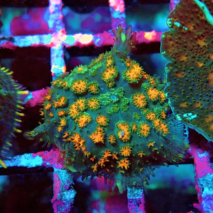 Rodactis Fuzzy Rainbow Ultra