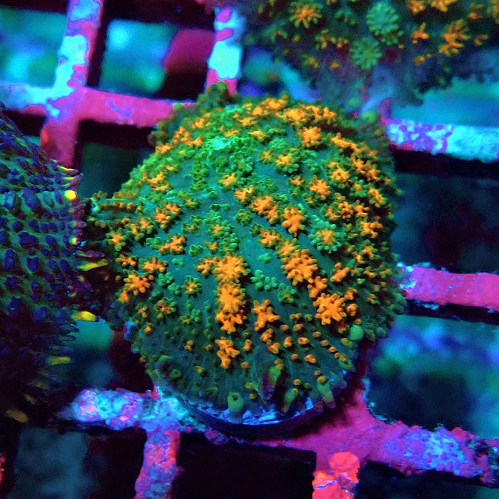 Rodactis Fuzzy Rainbow Ultra