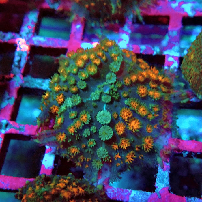 Rodactis Fuzzy Rainbow Ultra