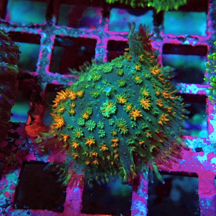 Rodactis Fuzzy Rainbow Ultra