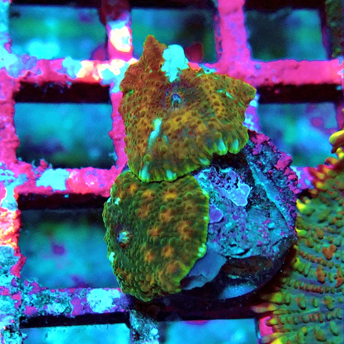 Discosoma Ultra Grade