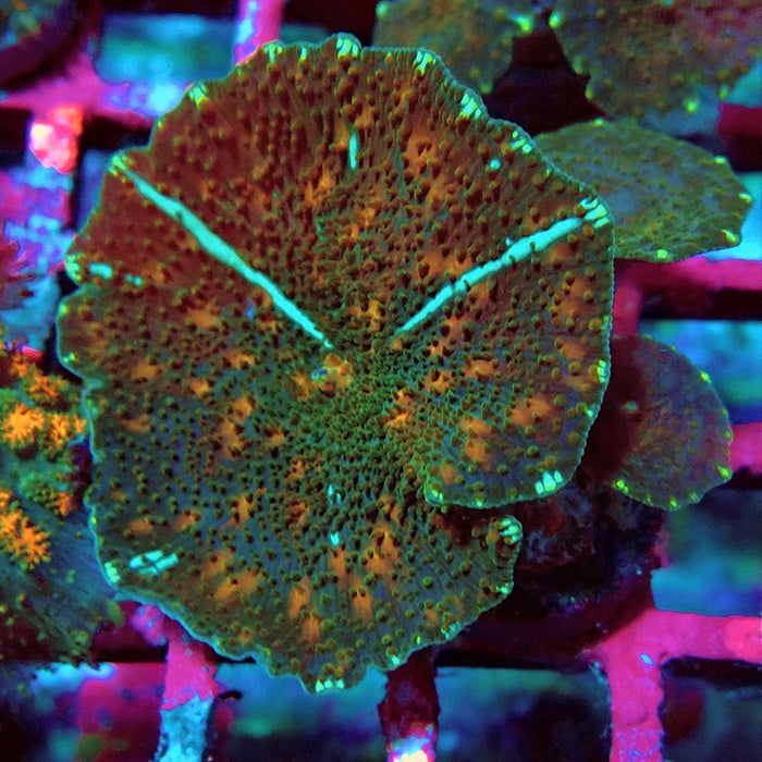 Discosoma Ultra Grade