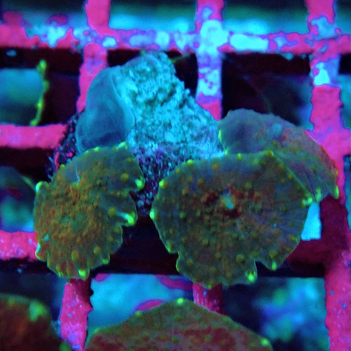 Discosoma Ultra Grade