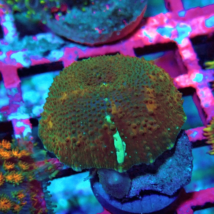 Discosoma Ultra Grade