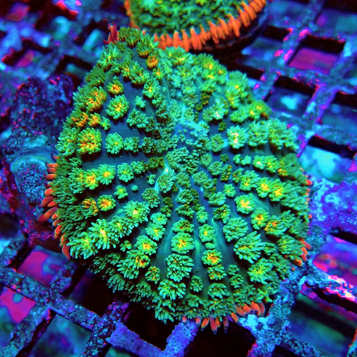 Frankenstein's Bride Mushroom