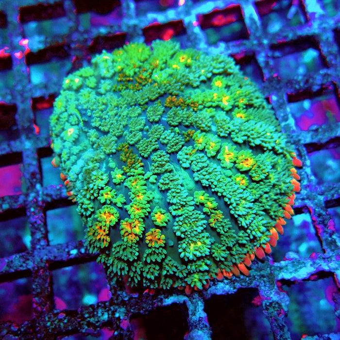 Frankenstein's Bride Mushroom