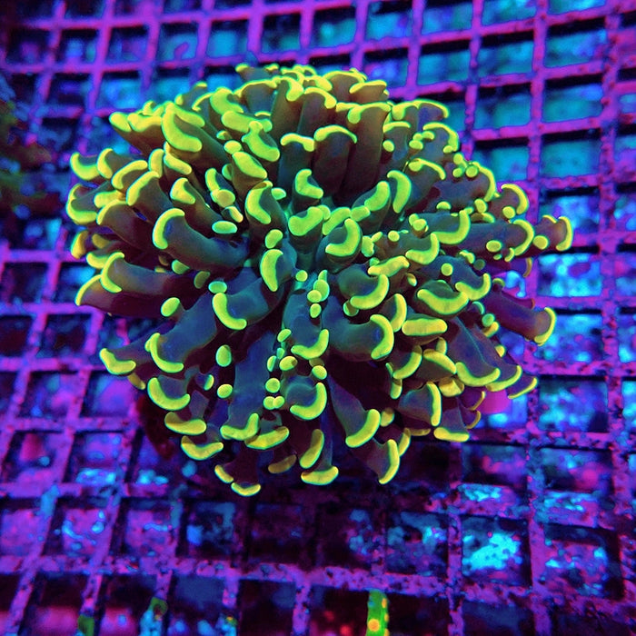 Euphyllia Wall Hammer