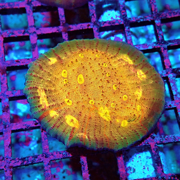 Chalice Frag