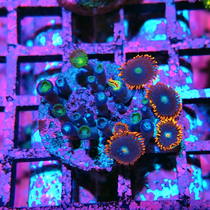 Ultra Zoas Frag