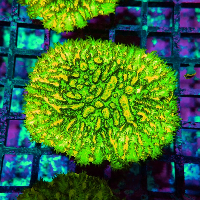 JF Lime Light Hydnophora (Hydnophora exesa)