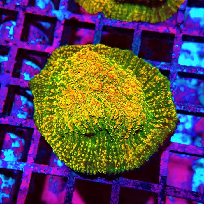 WWC Stellaria Chalice