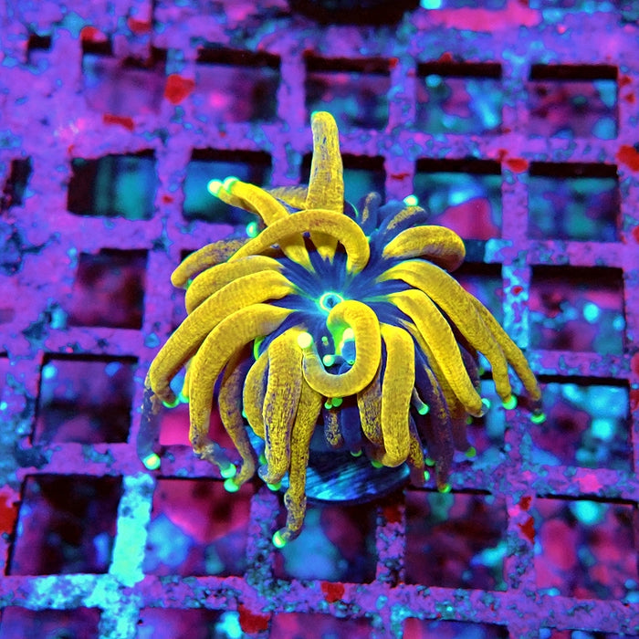 Euphyllia Tiger Torch Reverse Premium