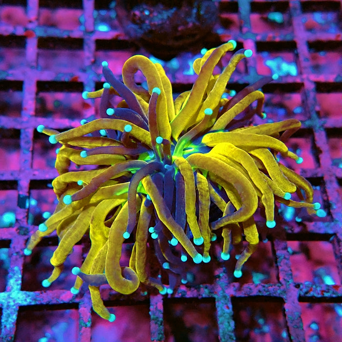 Euphyllia Tiger Torch Reverse Premium Double Head