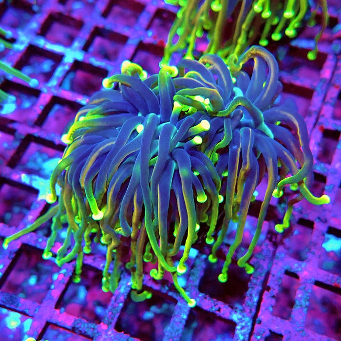 Euphyllia Dragon Soul 2 Heads