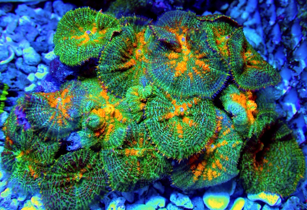 Green Orange Rhodactis