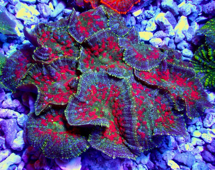 Green-Blue-Red Rhodactis