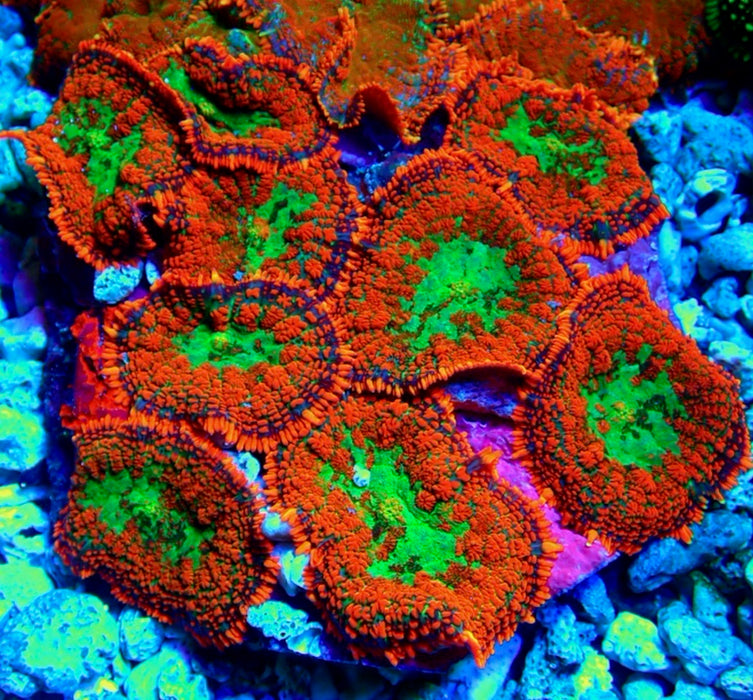 Red Green Center Ultra Rhodactis