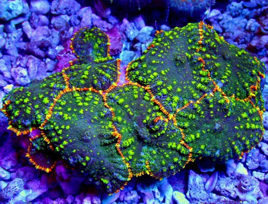 Premium Beauty Rhodactis