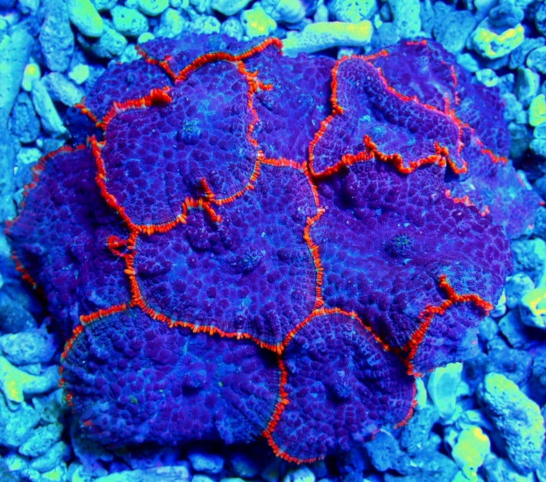 Blue Red Rim Rhodactis