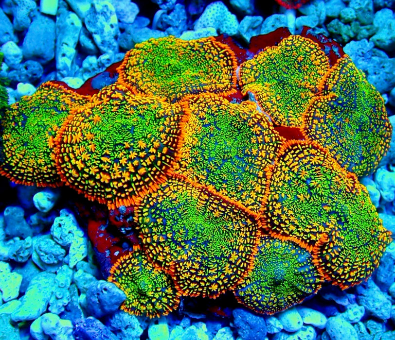 Super Rainbow Rhodactis
