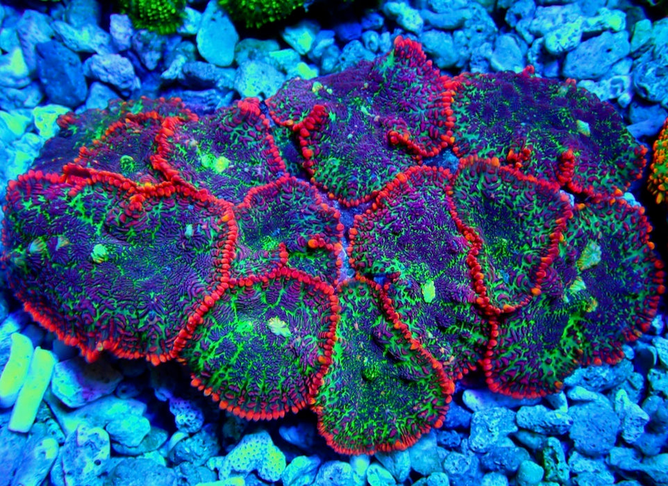 Super Ultra Variegated Rhodactis