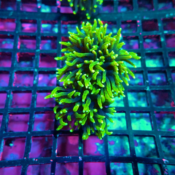 Euphyllia Rasta Torch