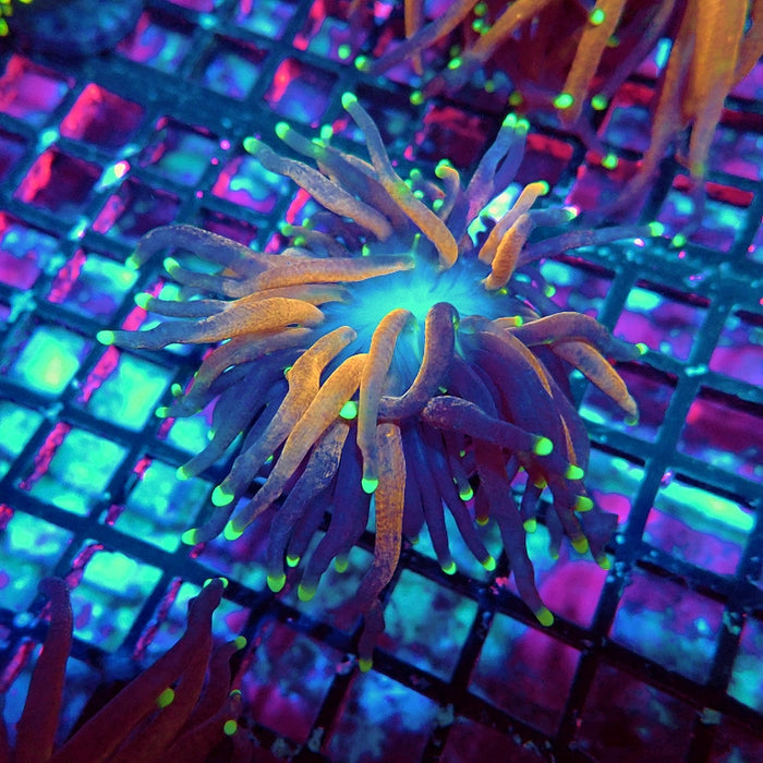 Euphyllia Tiger Torch Reverse Premium