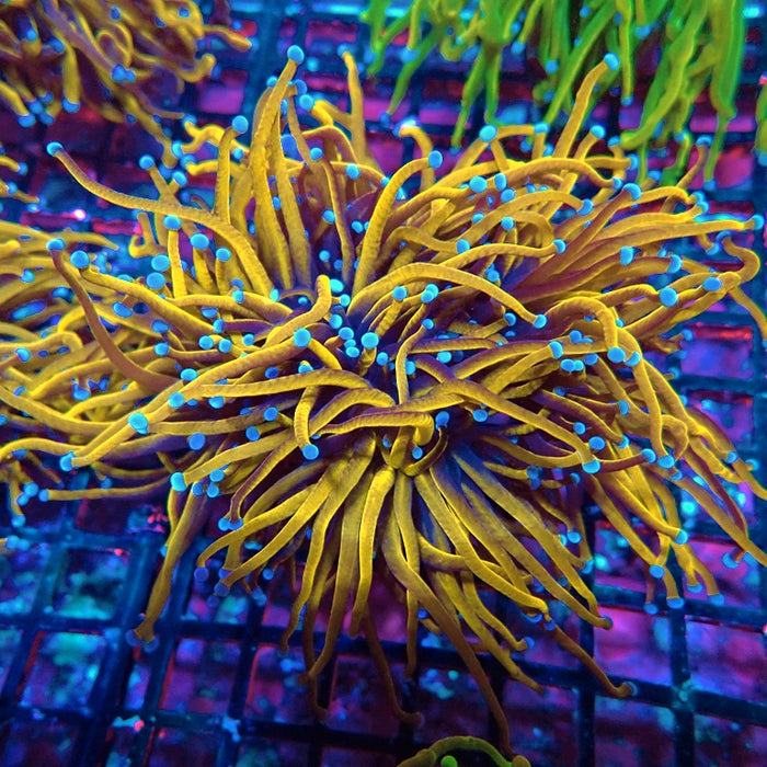 Euphyllia 24K Torch Premium 3 Heads