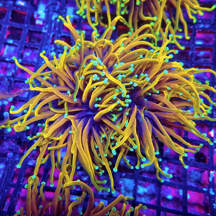 Euphyllia Hellfire Bright 2.5 Heads