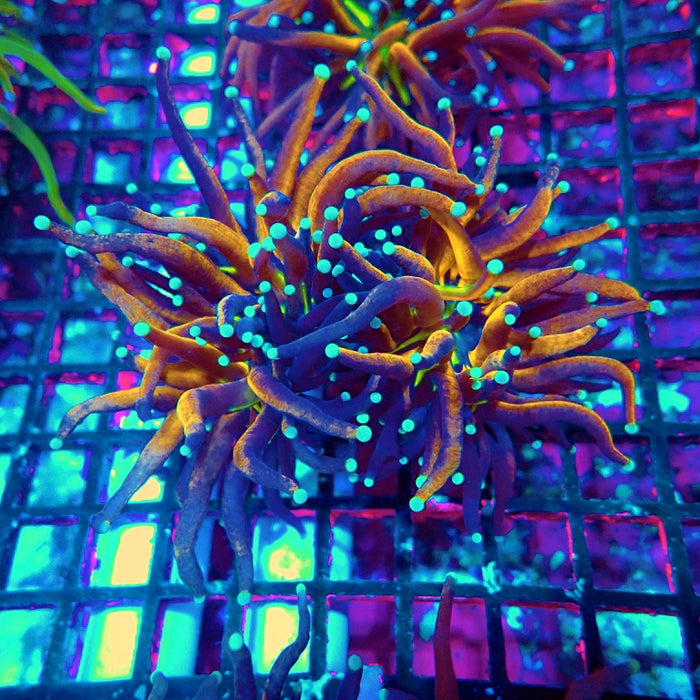 Euphyllia Tiger Torch Reverse Premium 2 Heads