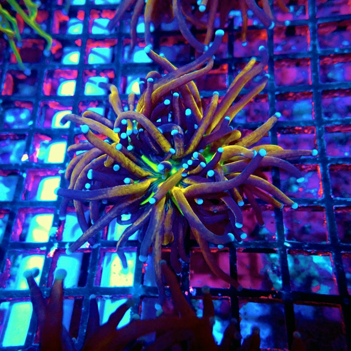 Euphyllia Tiger Torch Reverse Premium 2 Heads