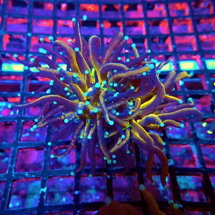 Euphyllia Tiger Torch Reverse Premium Double Head