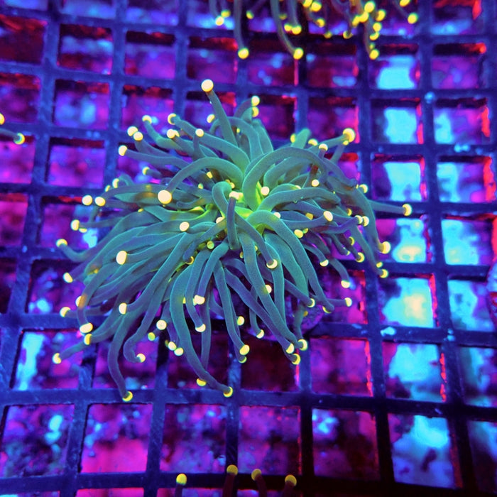 Euphyllia Dark Green Orange Tips Torch