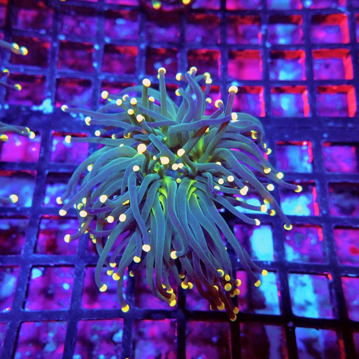 Euphyllia Dark Green Orange Tips Torch