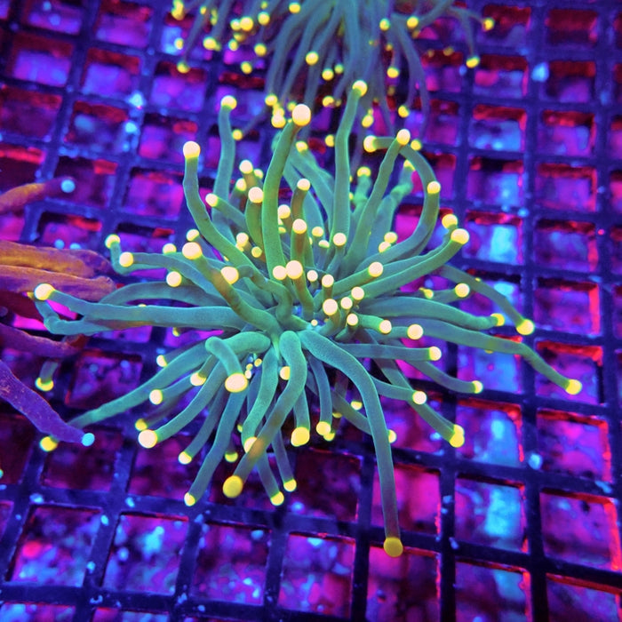 Euphyllia Dark Green Orange Tips Torch