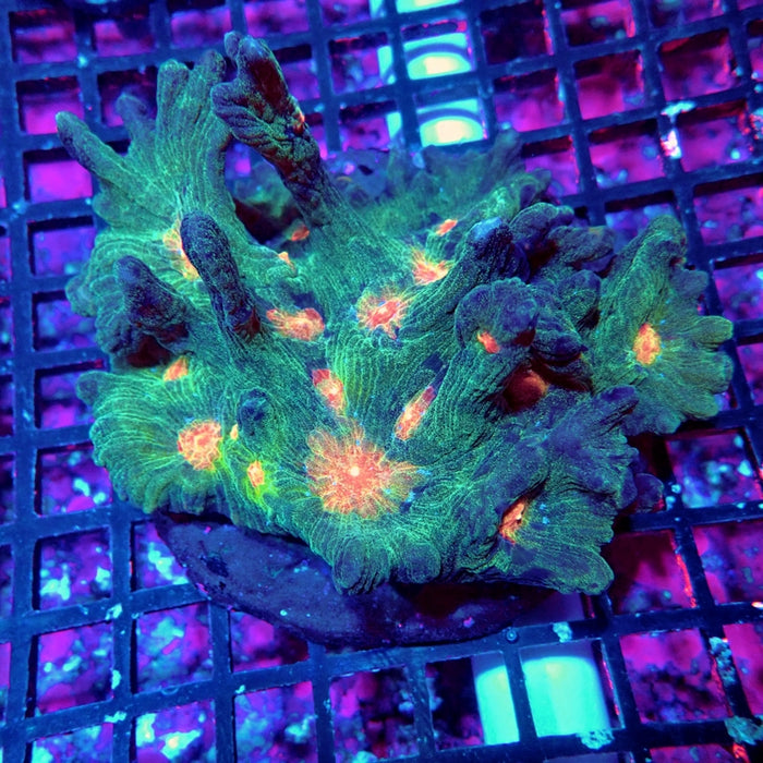 Pectinia Premium Colony