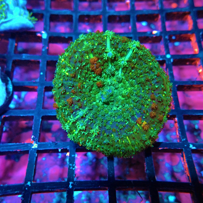Rainbow Bubble Rhodactis